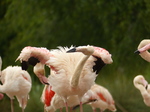 FZ029988 Greater flamingo (Phoenicopterus roseus).jpg